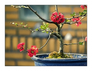 zierquitte-bonsai.jpg
